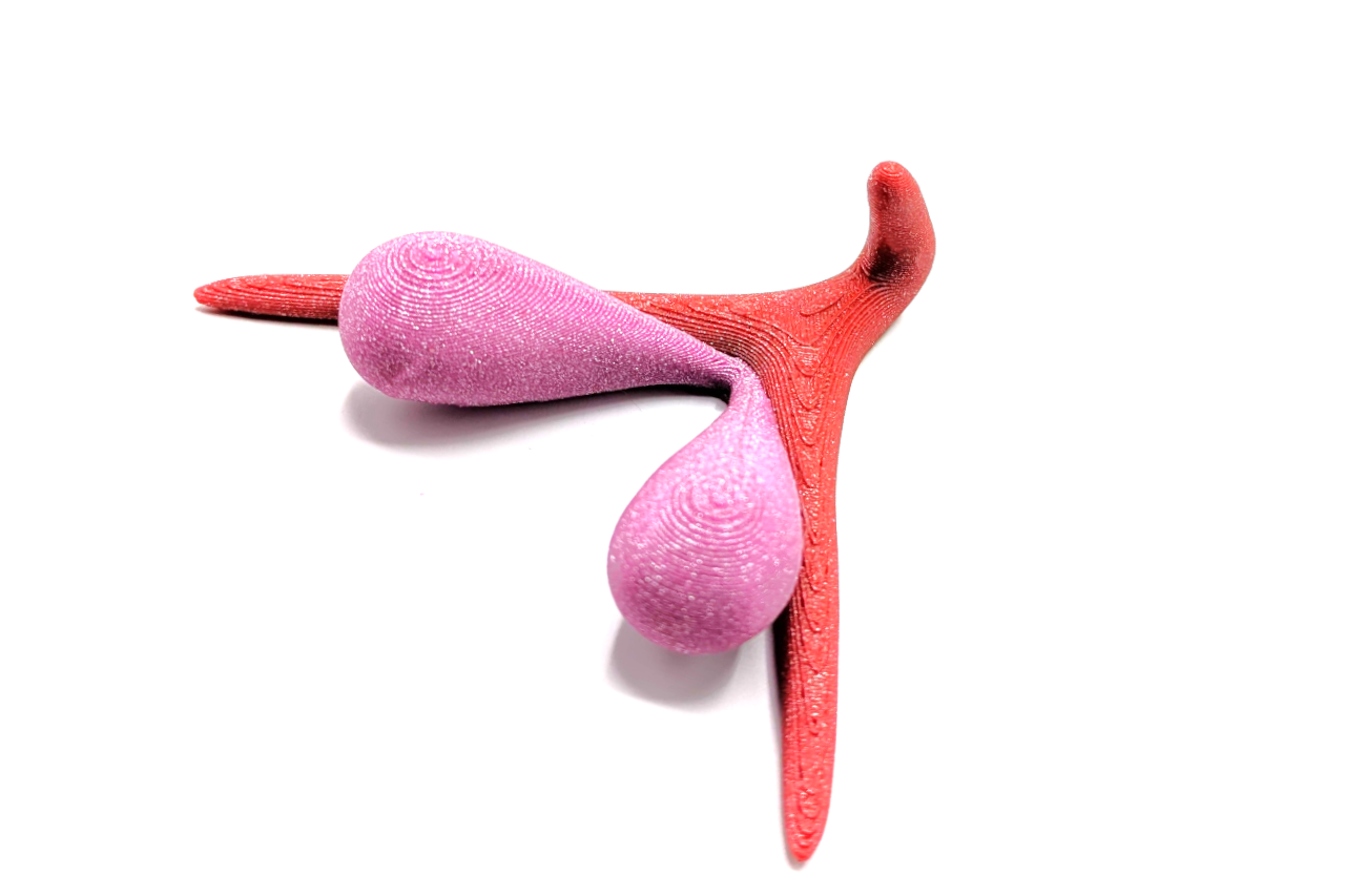 3D CLITORIS BY ODILE FILLOD