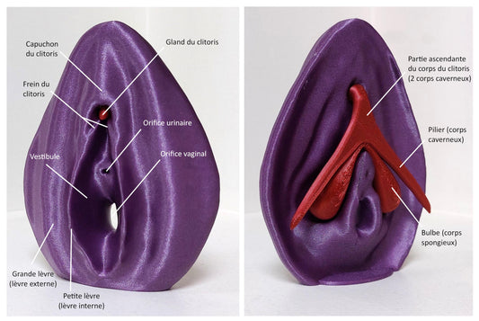 3D CLITORIS BY ODILE FILLOD