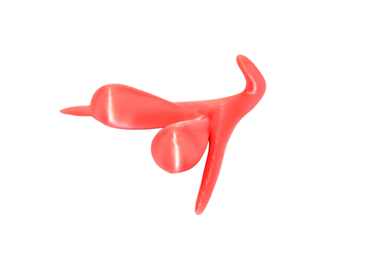 CLITORIS 3D BY ODILE FILLOD