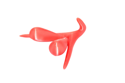 CLITORIS 3D BY ODILE FILLOD