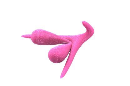 CLITORIS 3D BY ODILE FILLOD